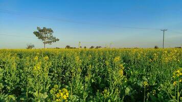 Canola mustard crop field rural area in Pakistan photo