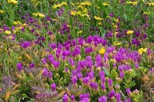 flores un montón de ellos foto