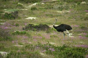 Ostriches in flowers photo