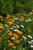 bonito flores en un campo foto