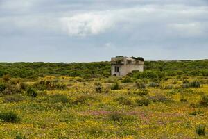 House surrounded by flowers photo