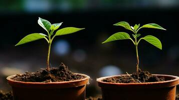 Small potted plants under sunlight.. Generative AI photo