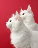 Two cute cats in front of red background. Generative AI photo