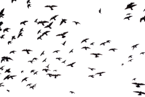 Silhouette of group flying pigeons isolated on transparent background. png