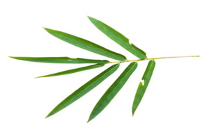 Bamboo leaf branch isolated on transparent background PNG File.