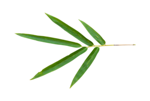 Bamboo leaf branch isolated on transparent background PNG File.