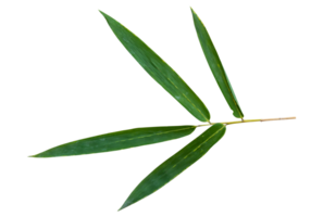 Bamboo leaf branch isolated on transparent background PNG File.