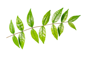 Green leaves branch isolated on transparent background, PNG File Format