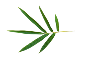 Bamboo leaf branch isolated on transparent background PNG File.