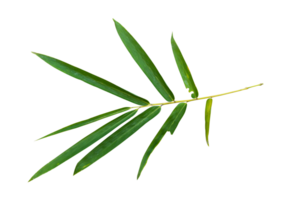 Bamboo leaf branch isolated on transparent background PNG File.