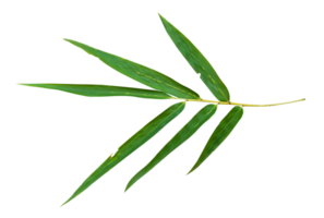 Bamboo leaf branch isolated on transparent background PNG File.