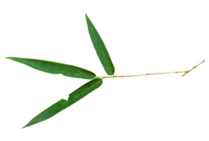 Bamboo leaf branch isolated on transparent background PNG File.
