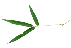 bambu blad gren isolerat på transparent bakgrund png fil.