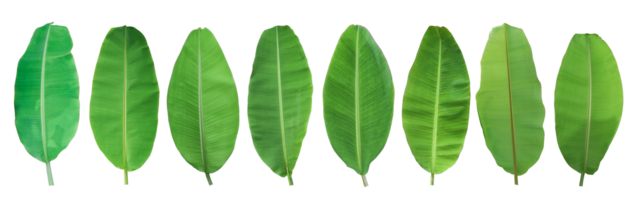 Set of green banana leaf isolated on transparent background png