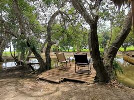 dos sillas fueron metido debajo un grande aceituna árbol en el borde de el canal. foto