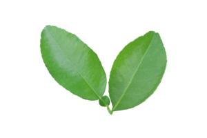 Lemon leaf isolated on treansparent background. Png file