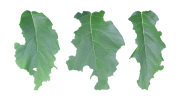 uppsättning av blad med hål isolerat på transparent bakgrund. grön löv är uppäten förbi maskar eller skadedjur png
