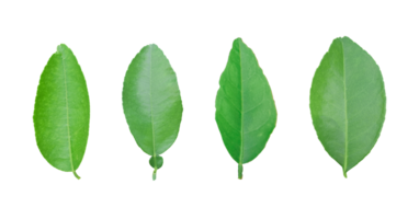 Lemon leaf isolated on treansparent background. Png file