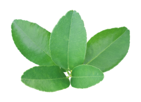 Lemon leaf isolated on treansparent background. Png file