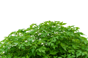 Field of sunflower plant isolated on transparent background, PNG File Format