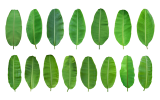 Set of green banana leaf isolated on transparent background png