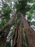 un alto teca árbol en el medio de un húmedo hojas perennes bosque. en el del nordeste región de Tailandia foto