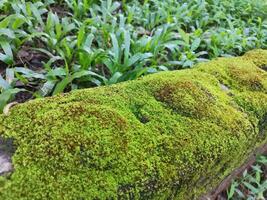 verde musgo cubierto el ladrillos verde musgo es un pequeño planta ese crece en húmedo superficies. foto