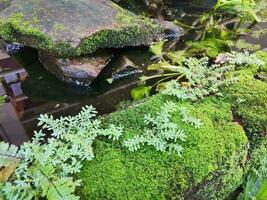 Green moss covered the bricks. Green moss is a small plant that grows on moist surfaces. photo