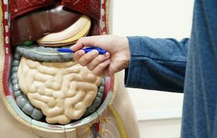 Asian student learning with human body model in anatomy biology in classroom at high school. photo