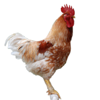 modèle icône coq png