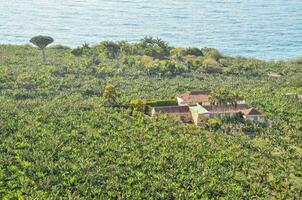 Scenic view of a plantation photo