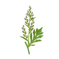 Vector illustration, Artemisia vulgaris, or common mugwort, isolated on white background.