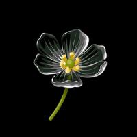 Vector illustration, Skeleton flower, or Diphylleia grayi, also called transparent flower, on a dark background.