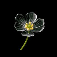 Vector illustration, Skeleton flower, or Diphylleia grayi, also called transparent flower, on a dark background.