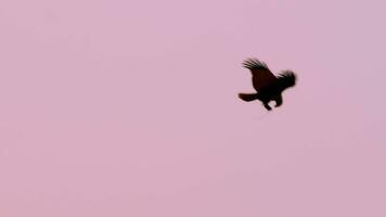 salvaje pájaro águila moscas con presa en sus garras, rosado cielo antecedentes. fauna silvestre mundo, ornitología video