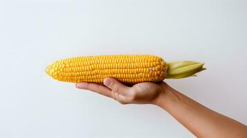 Hand Holding Fresh Yellow Corn on the Cob Against White Background photo
