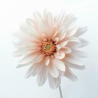 Image of flower isolated on white background photo