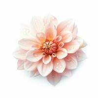 Image of flower isolated on white background photo