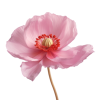 Poppy flower png poppy png poppy flower transparent background, AI Generative