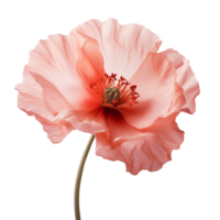 coquelicot fleur png coquelicot png coquelicot fleur transparent arrière-plan, ai génératif