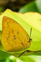 amarillo mariposa en un hoja en el lluvioso estación. foto