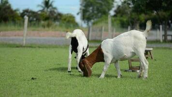 kudde van geiten grazen Aan een veld- in boerderij video