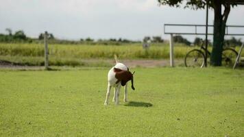 goat graze on a field in farm video