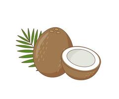 Coconut whole and a half vector