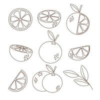 Set of oranges outline vector