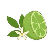 A half of lime vector