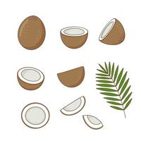 Coconut set on white background vector