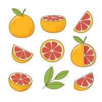 Set of grapefruits vector