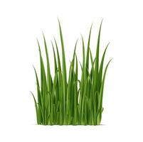 Realistic grass blades isolated vector 3d element