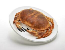 Cooked crab isolated on white background photo